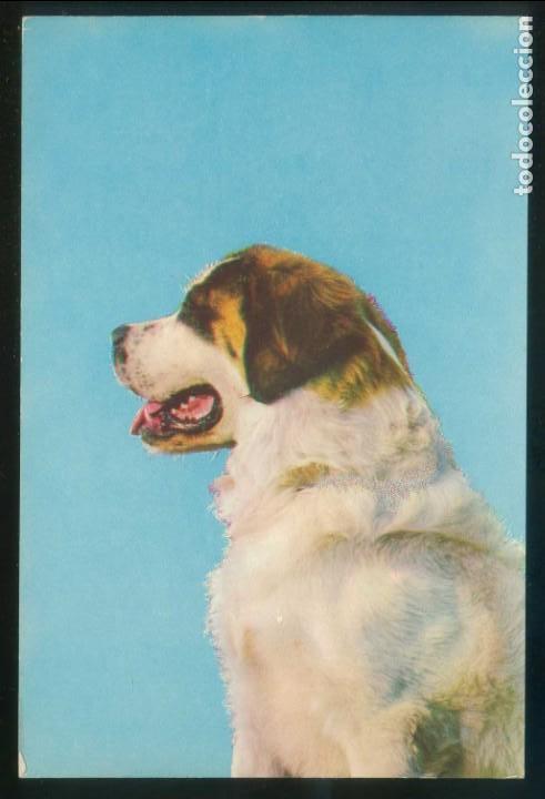 Cartes Postales: Perro. Ed. Raker n&ordm; 8038-B. Dep. Legal B. 19893-VI. Nueva.
