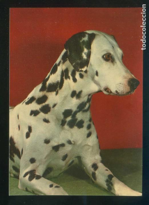 Cartes Postales: Perro. Sin datos n&ordm; 3021. Fabricaci&oacute;n espa&ntilde;ola. Nueva.