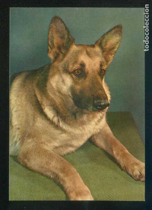 Cartes Postales: Perro. Sin datos n&ordm; 3021. Fabricaci&oacute;n espa&ntilde;ola. Nueva.