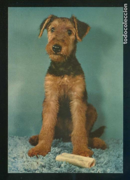 Cartes Postales: Perro. Sin datos n&ordm; 3021. Fabricaci&oacute;n espa&ntilde;ola. Nueva.