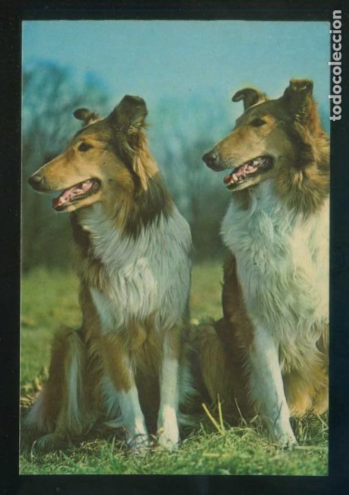 Cartes Postales: Perro. Ed. Vikingo n&ordm; 1047-1. Dep. Legal B. 43817-69. Escrita.
