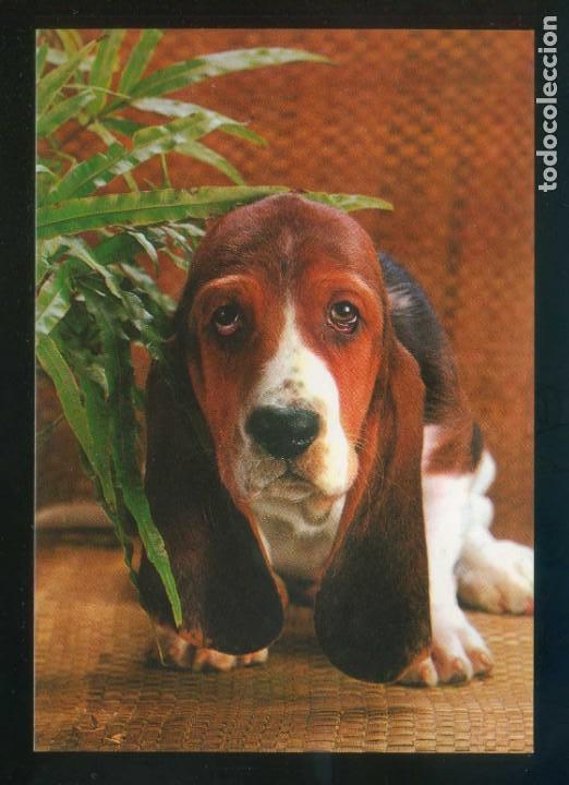 Cartes Postales: Perro. Ed. Fotoperator. Dep. Legal B. 38734-XVII. Nueva.