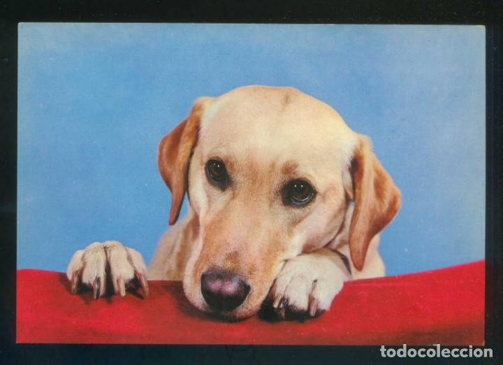 Cartes Postales: Perro. Ed. Tecnicrom n&ordm; 1500-4. Dep. Legal B. 16149-XI. Nueva.