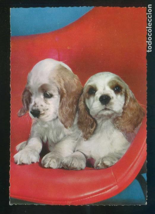 Cartes Postales: *Perros* Ed. C. y Z. n&ordm; 6595. Dep. Legal B. 32201-VII. Nueva.