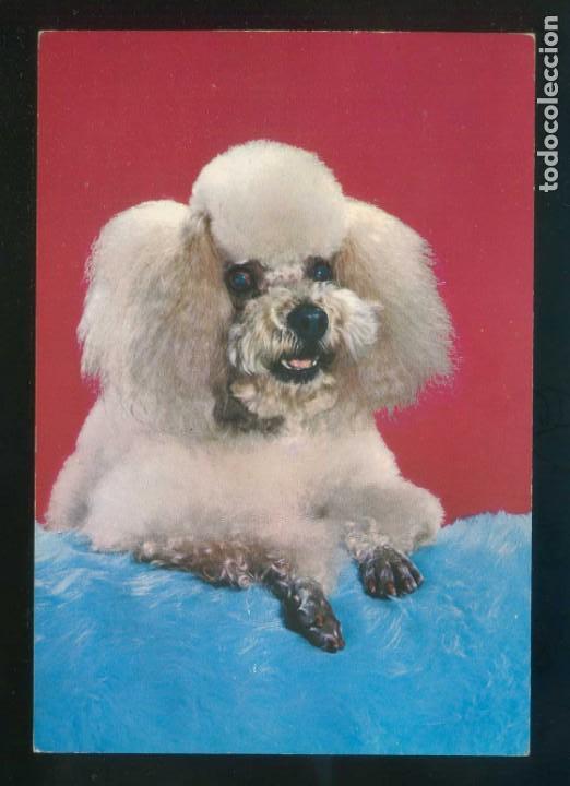 Cartes Postales: Perro. Ed. C. y Z. n&ordm; 6640. Dep. Legal B. 33518-VIII. Nueva.