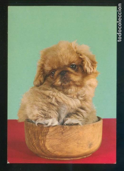 Cartes Postales: Perro. Ed. C. y Z. n&ordm; 6847. Dep. Legal B. 33091-X. Nueva.