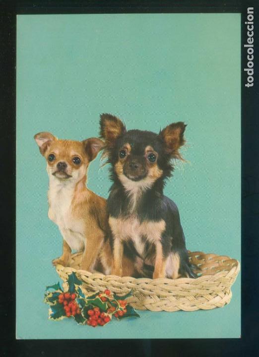 Cartes Postales: Perro. Ed. C. y Z. n&ordm; 6847. Dep. Legal B. 33089-X. Nueva.