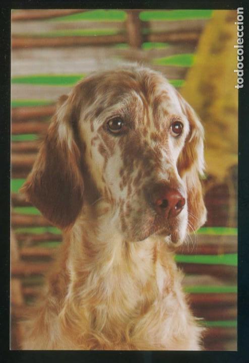 Postais: Perro. Ed. C. y Z. n&ordm; 7892-C. Dep. Legal B. 14819-XXII. Nueva.