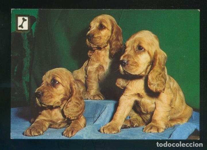 Postais: Perro. Ed. FISA serie n&ordm; 3047-4. Dep. Legal B. 17697-XVII. Nueva.