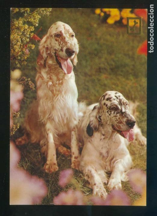 Postais: Perro. Ed. FISA serie n&ordm; 3066-3. Dep. Legal B. 34526-XVIII. Nueva.