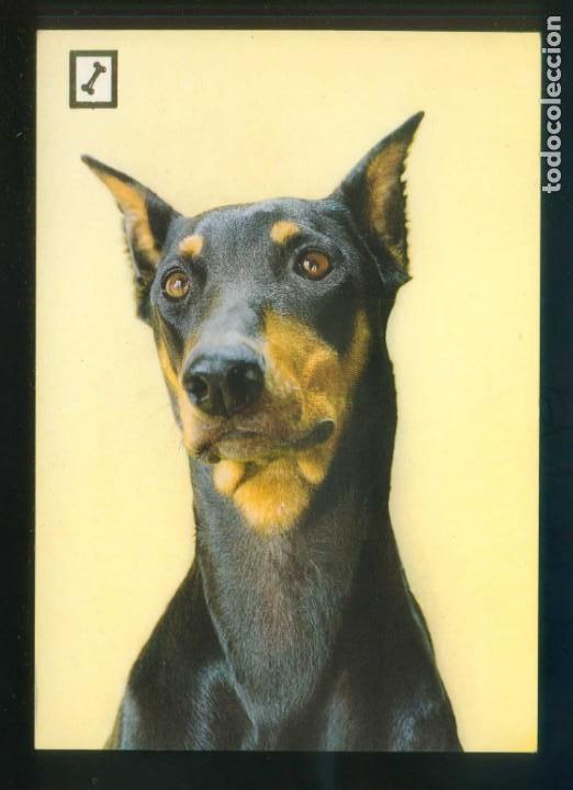 Cartes Postales: Perro. Ed. FISA, 2&ordf; serie Animales Dom&eacute;sticos n&ordm; 7. Dep. Legal B. 3480-X. Nueva.