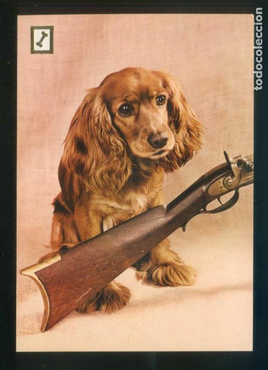 Cartes Postales: Perro. Ed. FISA, 1&ordf; serie Animales Dom&eacute;sticos n&ordm; 1. Dep. Legal B. 3478-X. Nueva.