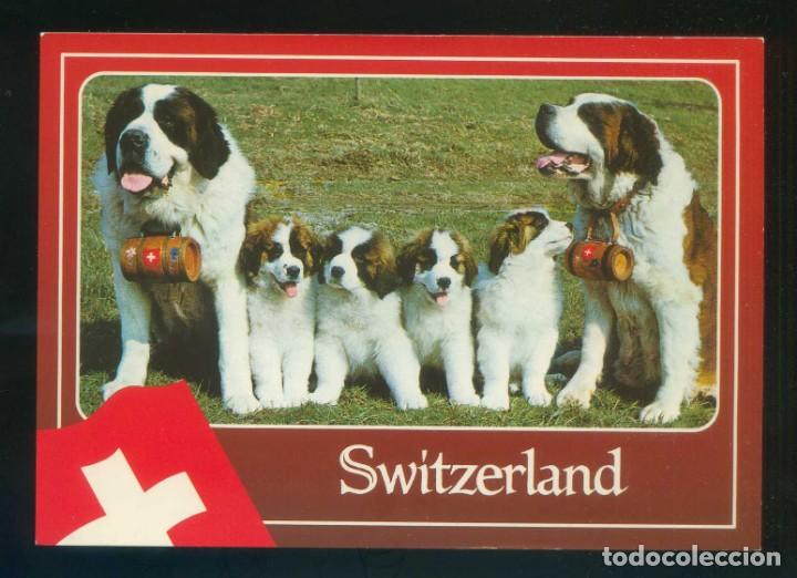 Cartes Postales: Suiza. *Chiens St-Bernard* Photoglob n&ordm; 14004. Escrita.
