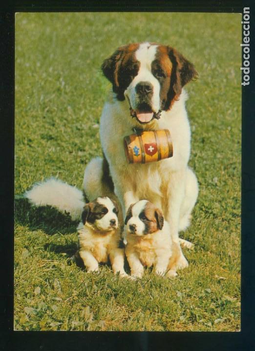 Cartes Postales: Perro. *St-Bernhards...* Ed. Photoglob-Wehrli n&ordm; 4790. Fabricaci&oacute;n suiza. Nueva.