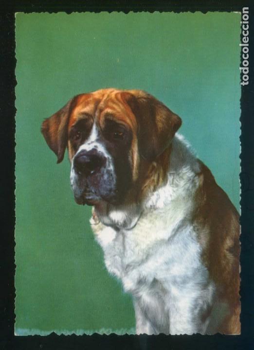 Cartes Postales: Perro. Sin datos n&ordm; 663. Fabricaci&oacute;n italiana. Nueva.