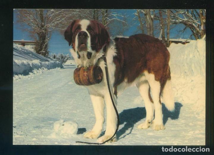 Postales: *Robby, chien St-Bernard* Ed. EDY n&ordm; 145-S. Fabricaci&oacute;n francesa. Nueva.