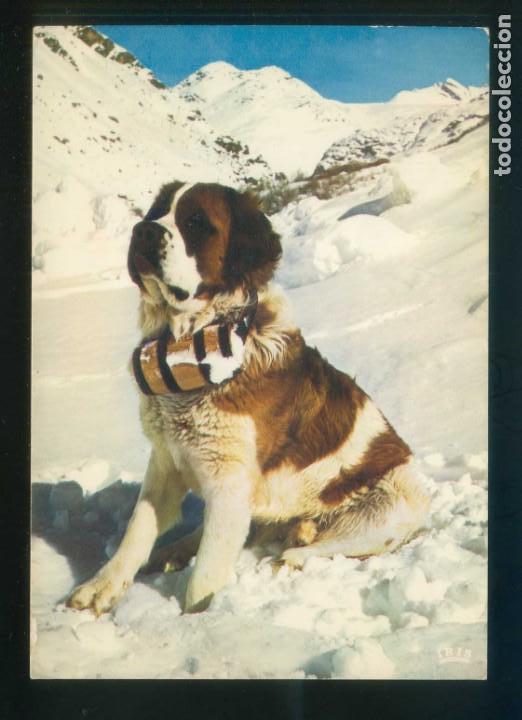 Cartes Postales: *Chien Saint Bernard* Ed. Iris. Fabricaci&oacute;n francesa. Circulada 1980.