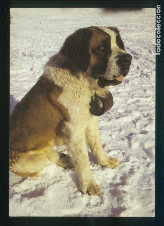 Cartes Postales: *Le toutou des neiges St-Bernard* Ed. Yvon n&ordm; 15-25. Fabricaci&oacute;n francesa. Nueva.