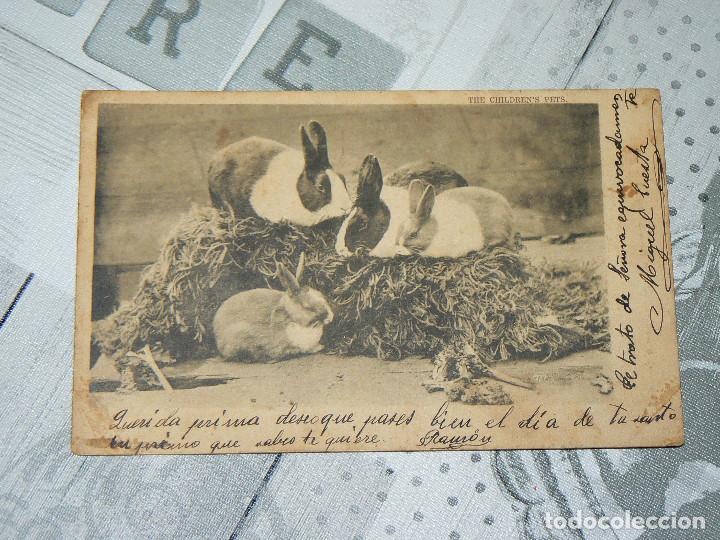 Postais: Postal de conejos - The Children&acute;s Pets 1904 - sello Alfonso XIII