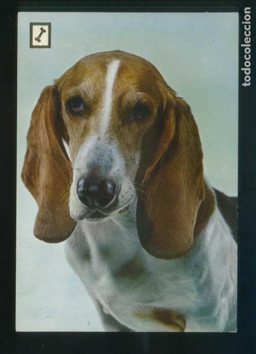 Cartes Postales: Ed. Fisa. 2&ordf; serie *Animales Dom&eacute;sticos* n&ordm; 9. Nueva.