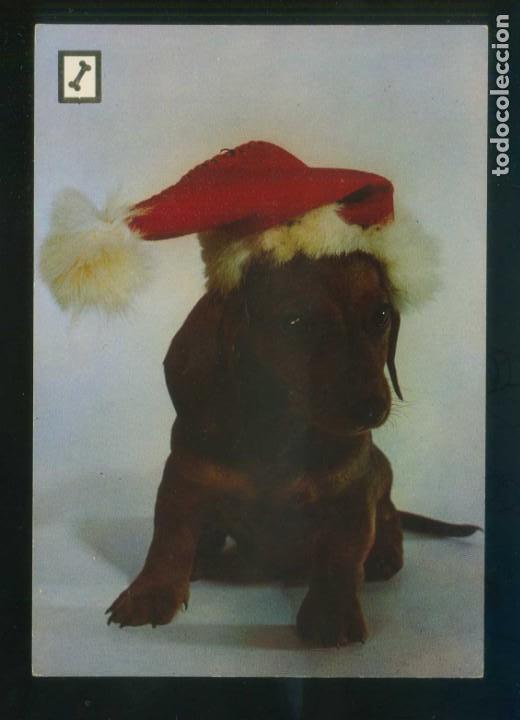Cartes Postales: Ed. Fisa. 1&ordf; serie *Animales Dom&eacute;sticos* n&ordm; 2. Nueva.