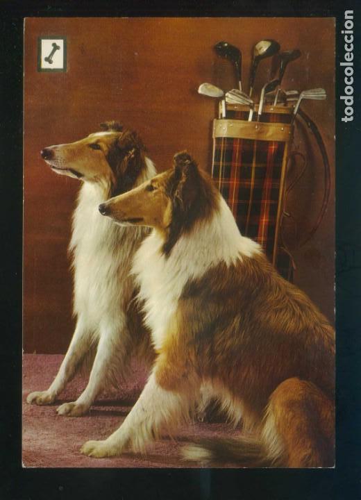 Cartes Postales: *Animales Dom&eacute;sticos* Ed. Fisa, 2&ordf; serie n&ordm; 6. Nueva.