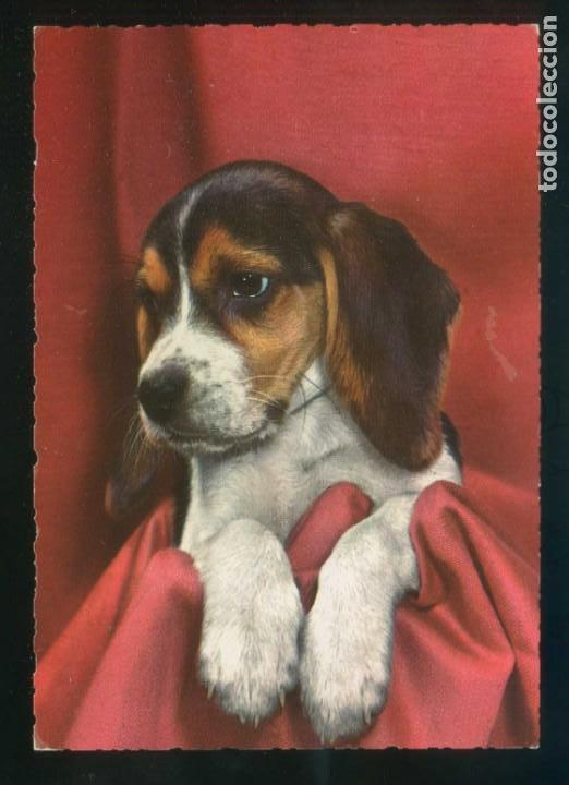 Postcards: *Escena con perro* Sin datos n&ordm; 663-3. Fabricaci&oacute;n italiana. Nueva.