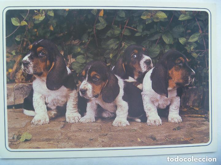 Cartes Postales: POSTAL DE PERROS . FRANCIA