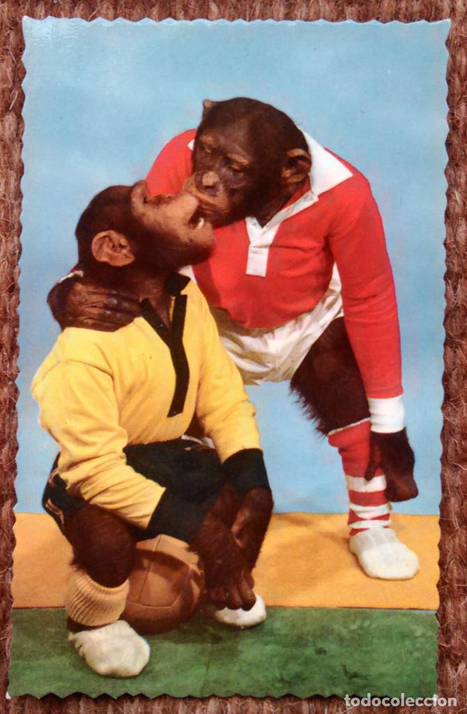 Cartes Postales: CHIMPANCES FUTBOLISTAS