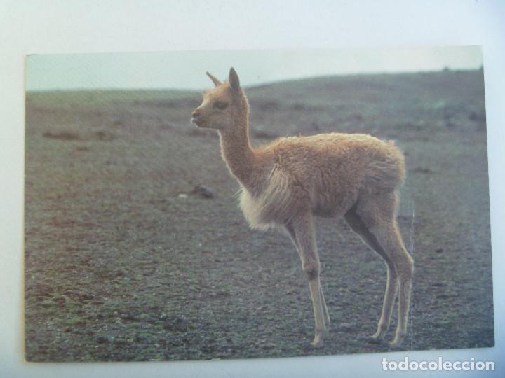 Cartes Postales: POSTAL DE BOLIVIA . CAPITAL FOLKLORICA DE AMERICA : LA VICU&Ntilde;A