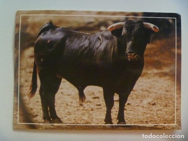 Cartes Postales: POSTAL DE ANDALUCIA : TORO DE LIDIA ... 12 x 17 cm
