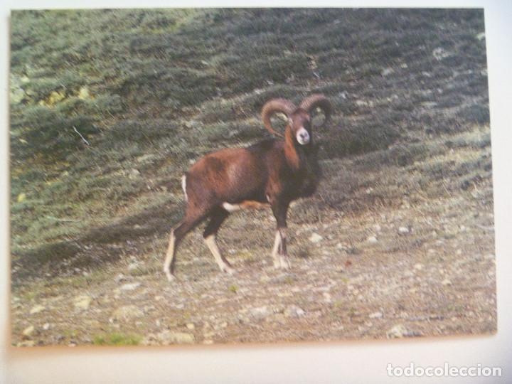 Postales: POSTAL DE UN MUFLON, PARQUE NATURAL DE CAZORLA , SEGURA Y LAS VILLAS ( JAEN )