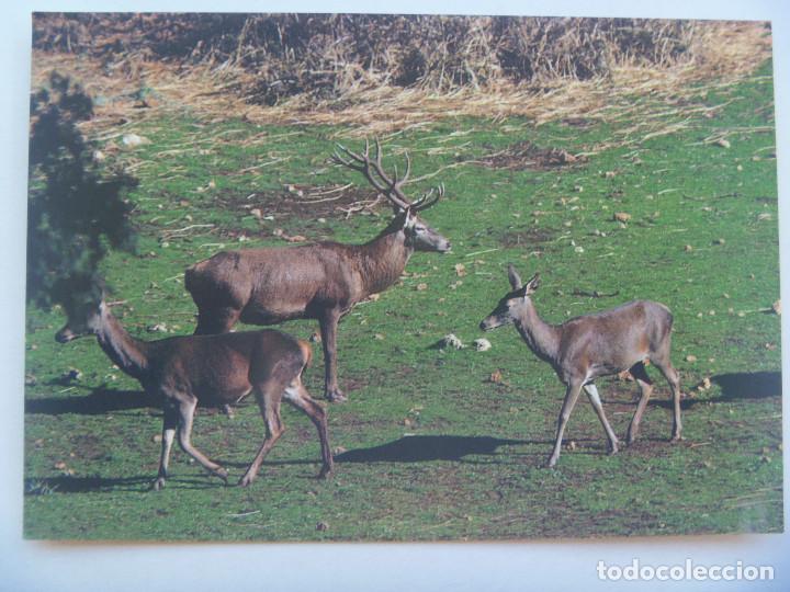 Postales: POSTAL DE CIERVO Y CIERVAS,  PARQUE NATURAL DE CAZORLA , SEGURA Y LAS VILLAS ( JAEN )