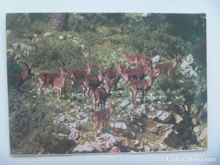 Postales: POSTAL DE MACHOS MONTESES, PARQUE NATURAL DE CAZORLA , SEGURA Y LAS VILLAS ( JAEN )