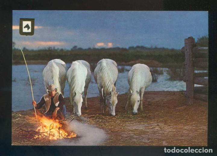 Cartes Postales: Ed. Fisa. 1&ordf; serie *Caballos* n&ordm; 2-9. Lote 2 diferentes. Nuevas.
