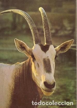Cartes Postales: Ar&aacute;bia Saudita & Marcofilia, Oryx &Aacute;rabe, Rub al Khali, Riyadh a South Shields 1998 (5777)