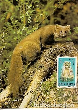 Cartes Postales: Suiza & Postale, Fauna, Martes Martes (7701)