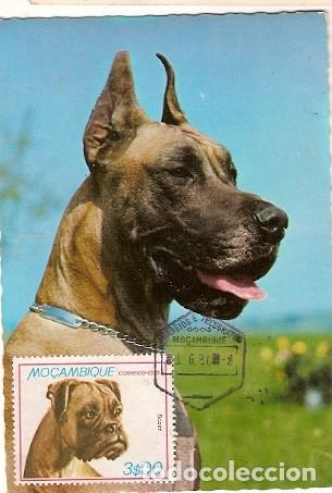 Postales: Mozambique & Maximo, Perro de Raza, Boxer 1980 (965) - Foto 1