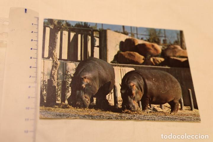 Postcards: ZOO DE LA CASA DE CAMPO MADRID N&ordm; 9 HIPOPOTAMO FAUNA AFRICANA NUEVA SIN CIRCULAR ED BERGAS