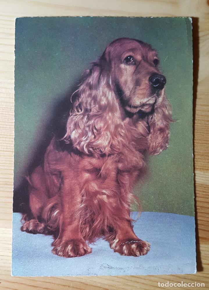 Cartes Postales: Postal de Cocker Spaniel 1965