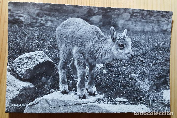 Cartes Postales: Foto postal Cabrita peque&ntilde;a Cabra cabrito - Foto Flury
