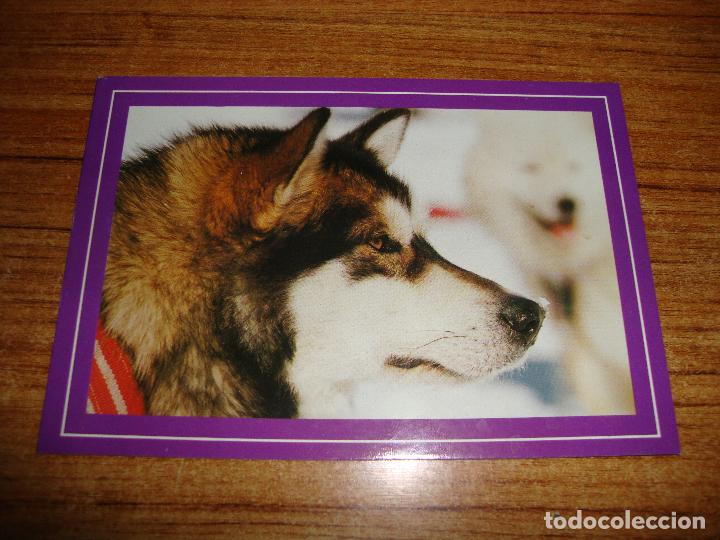 Cartes Postales: (ALB-TC-45) POSTAL TEMA ANIMALES ALASKAN MALAMUTE
