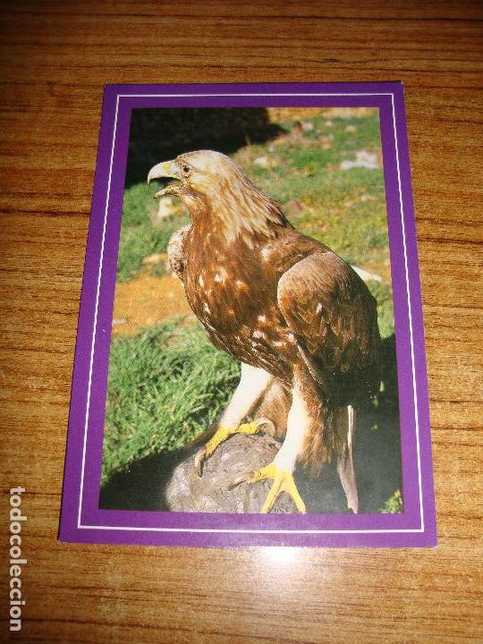 Cartes Postales: (ALB-TC-45) POSTAL TEMA ANIMALES AGUILA REAL