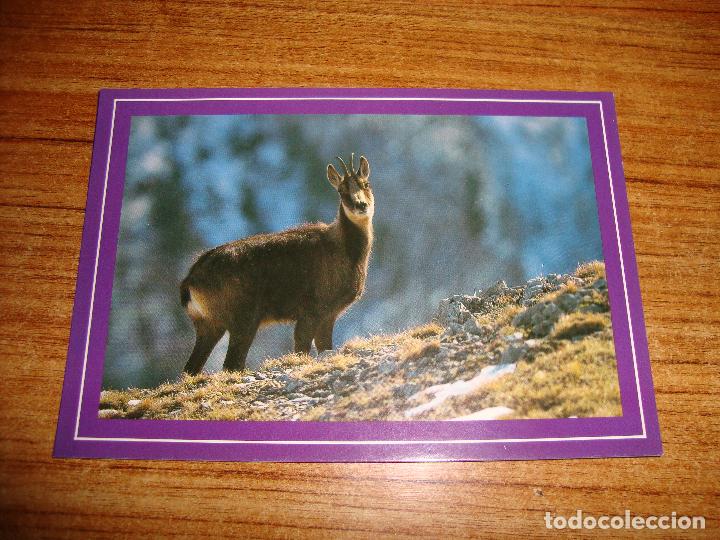 Cartes Postales: (ALB-TC-45) POSTAL TEMA ANIMALES SARRIO REBECO