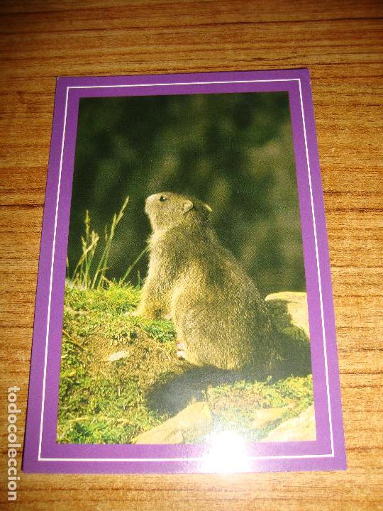 Cartes Postales: (ALB-TC-45) POSTAL TEMA ANIMALES MARMOTA COMUN