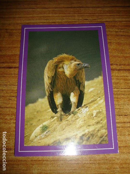 Postcards: (ALB-TC-45) POSTAL TEMA ANIMALES BUITRE LEONADO