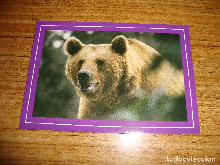 Postcards: (ALB-TC-45) POSTAL TEMA ANIMALES OSO PARDO