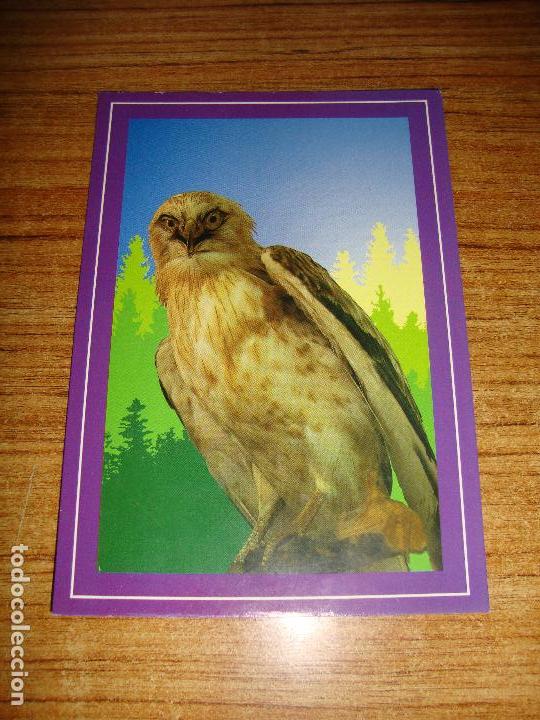 Postcards: (ALB-TC-45) POSTAL TEMA ANIMALES AGUILA CULEBRERA