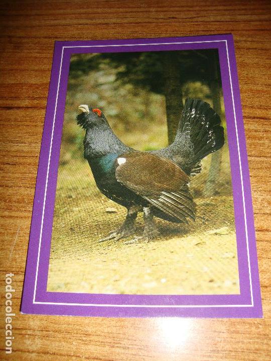 Postcards: (ALB-TC-45) POSTAL TEMA ANIMALES UROGALLO
