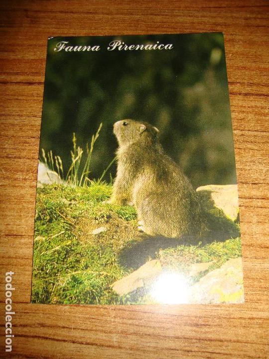 Postcards: (ALB-TC-45) POSTAL TEMA ANIMALES SERIE FAUNA PIRENAICA MARMOTA COMUN